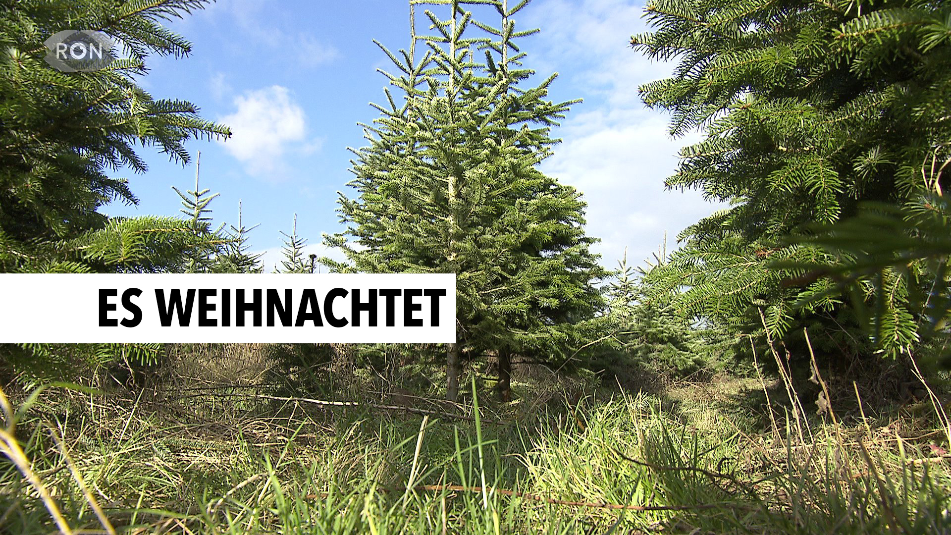 Tannenbaum selbst schlagen RON TV